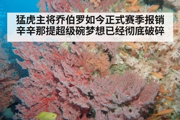 猛虎主将乔伯罗如今正式赛季报销辛辛那提超级碗梦想已经彻底破碎